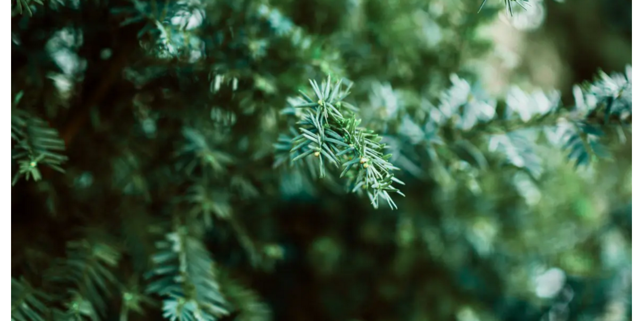 Image d'illustration pour : En janvier, un sapin déposé est un sapin recyclé !